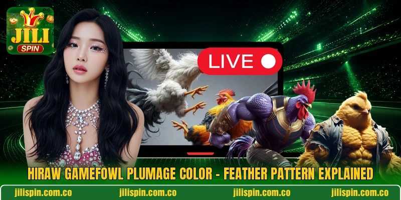 Hiraw Gamefowl Plumage Color - Feather Pattern Explained